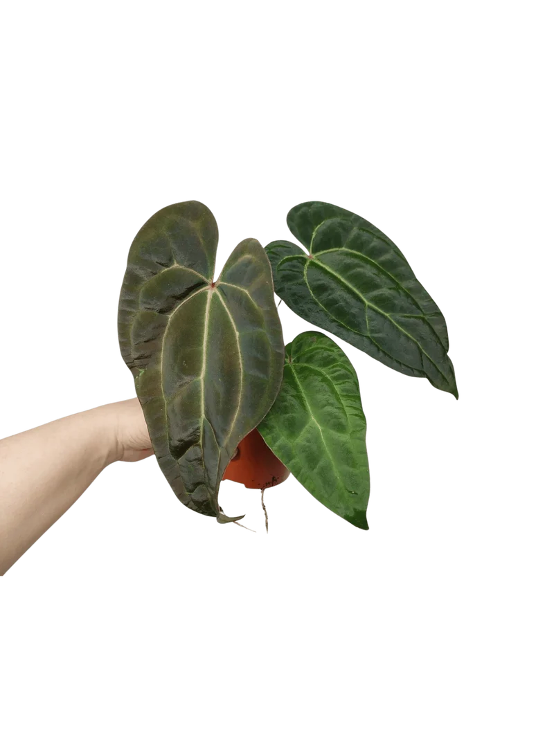Anthurium Ace of Spades x Crystallinum Hybrid