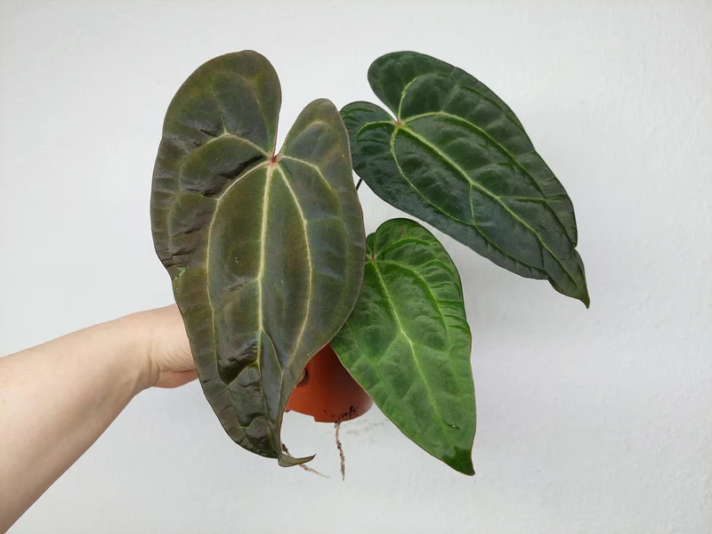 Anthurium Ace of Spades x Crystallinum Hybrid