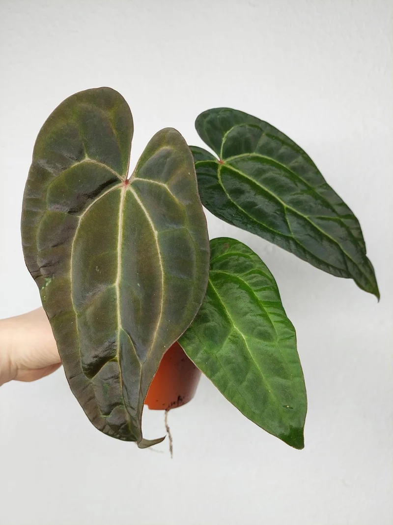 Anthurium Ace of Spades x Crystallinum Hybrid