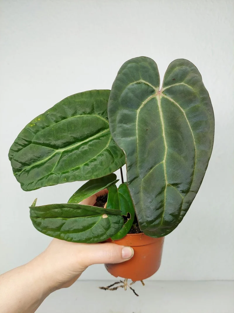 Anthurium Ace of Spades x Crystallinum Hybrid