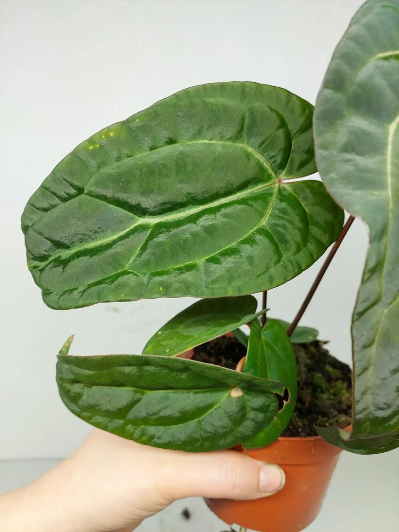 Anthurium Ace of Spades x Crystallinum Hybrid