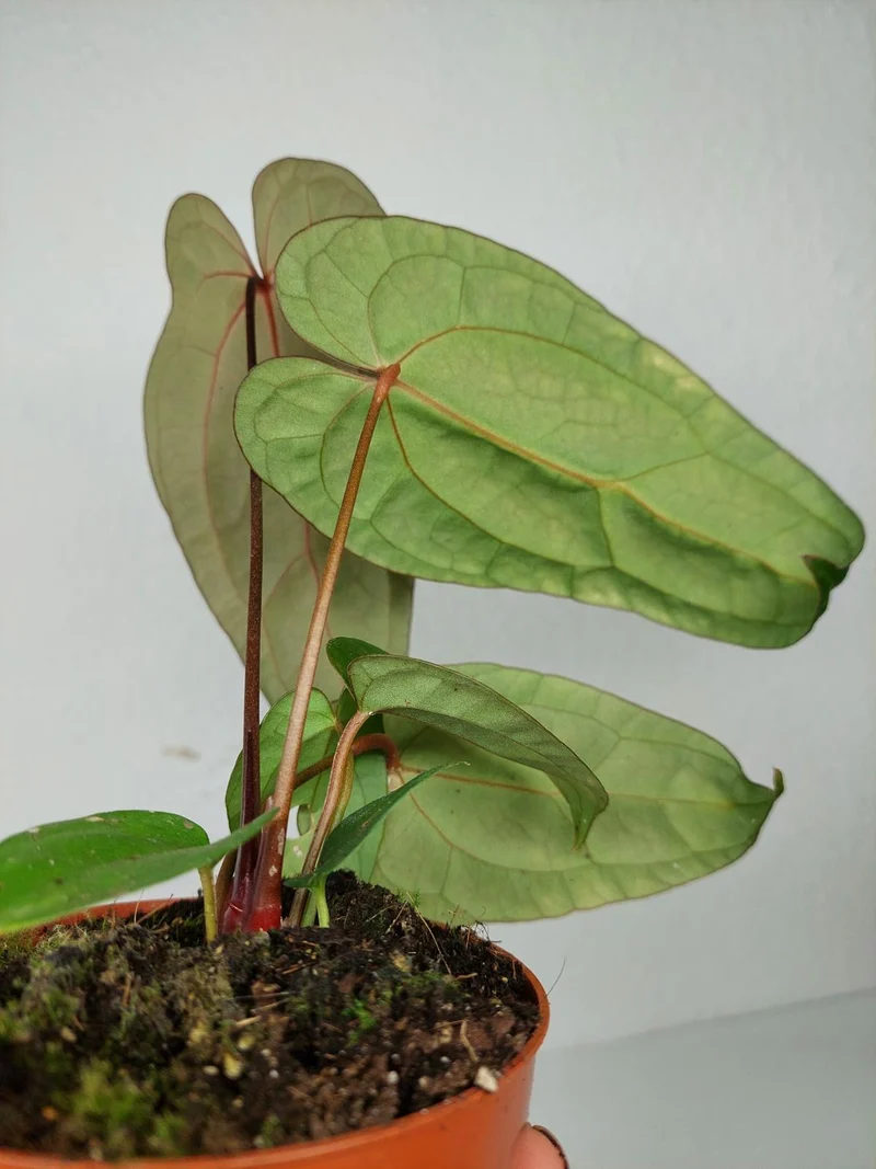 Anthurium Ace of Spades x Crystallinum Hybrid