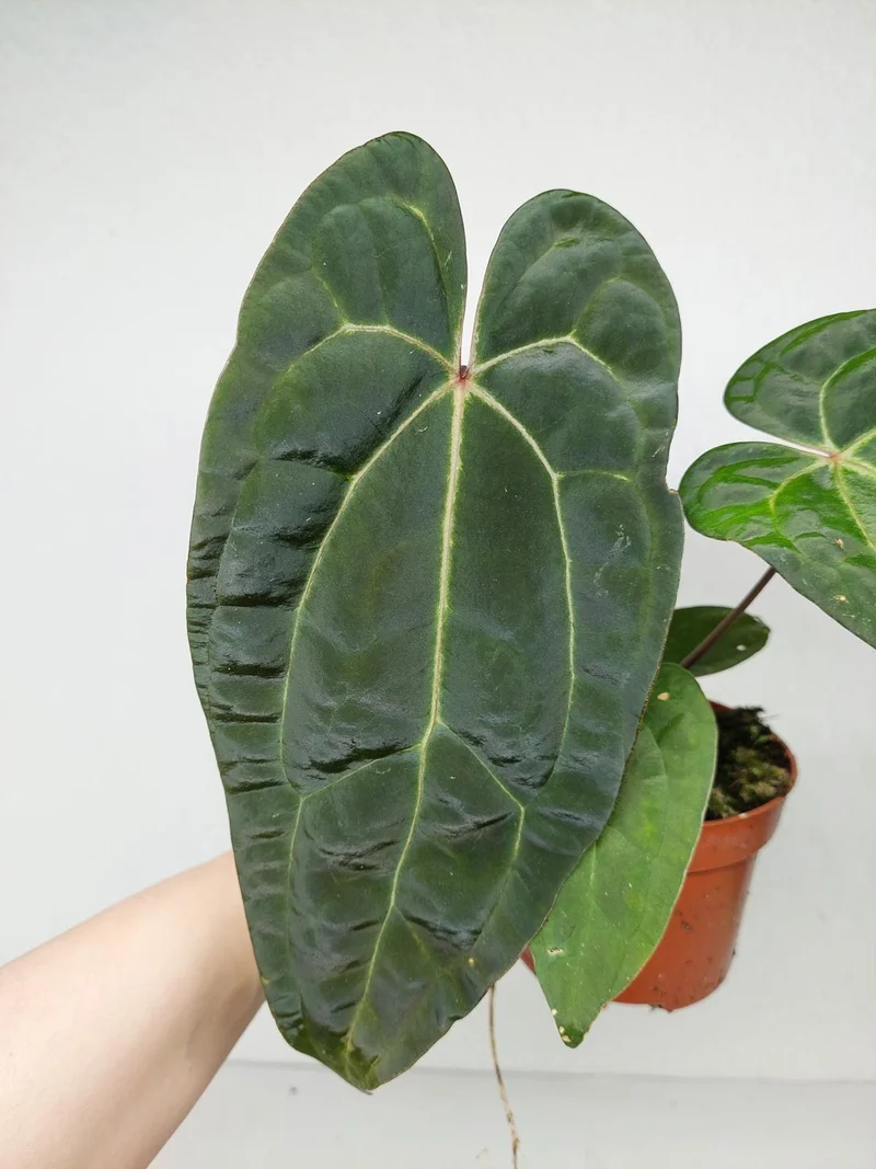 Anthurium Ace of Spades x Crystallinum Hybrid