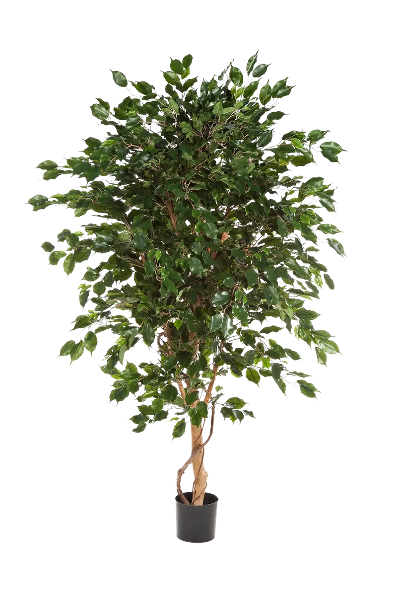 Künstlicher Ficus - Kim | 150 cm