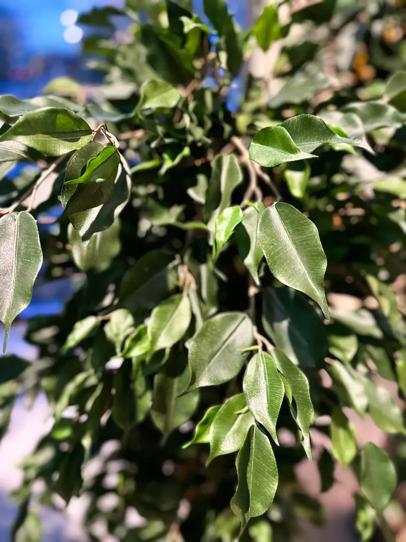 Künstlicher Ficus - Kim | 150 cm