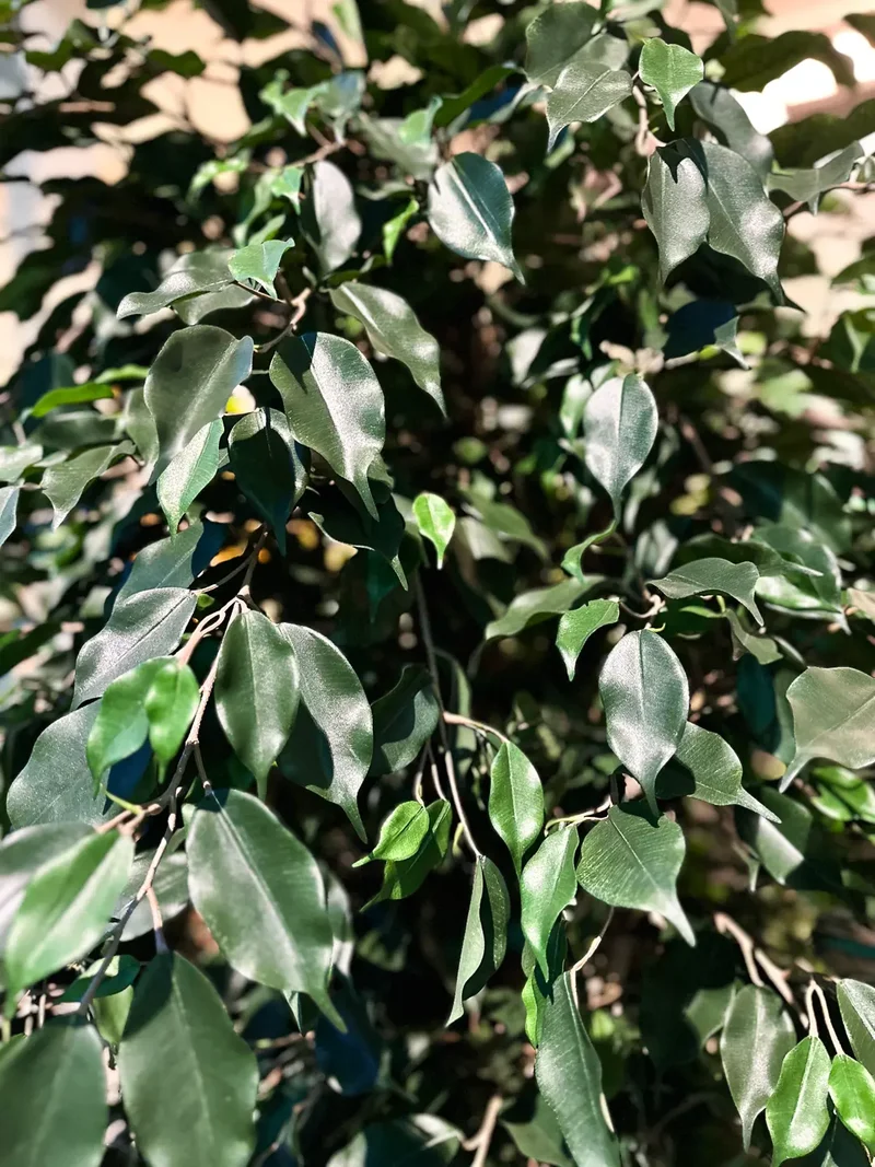 Künstlicher Ficus - Kim | 150 cm