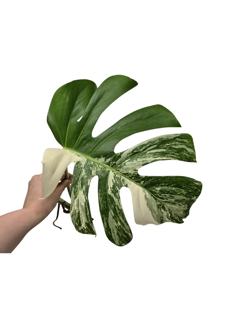 Monstera Variegata Steckling (zum aussuchen)