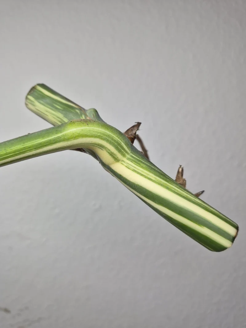 Monstera Variegata Steckling (zum aussuchen)