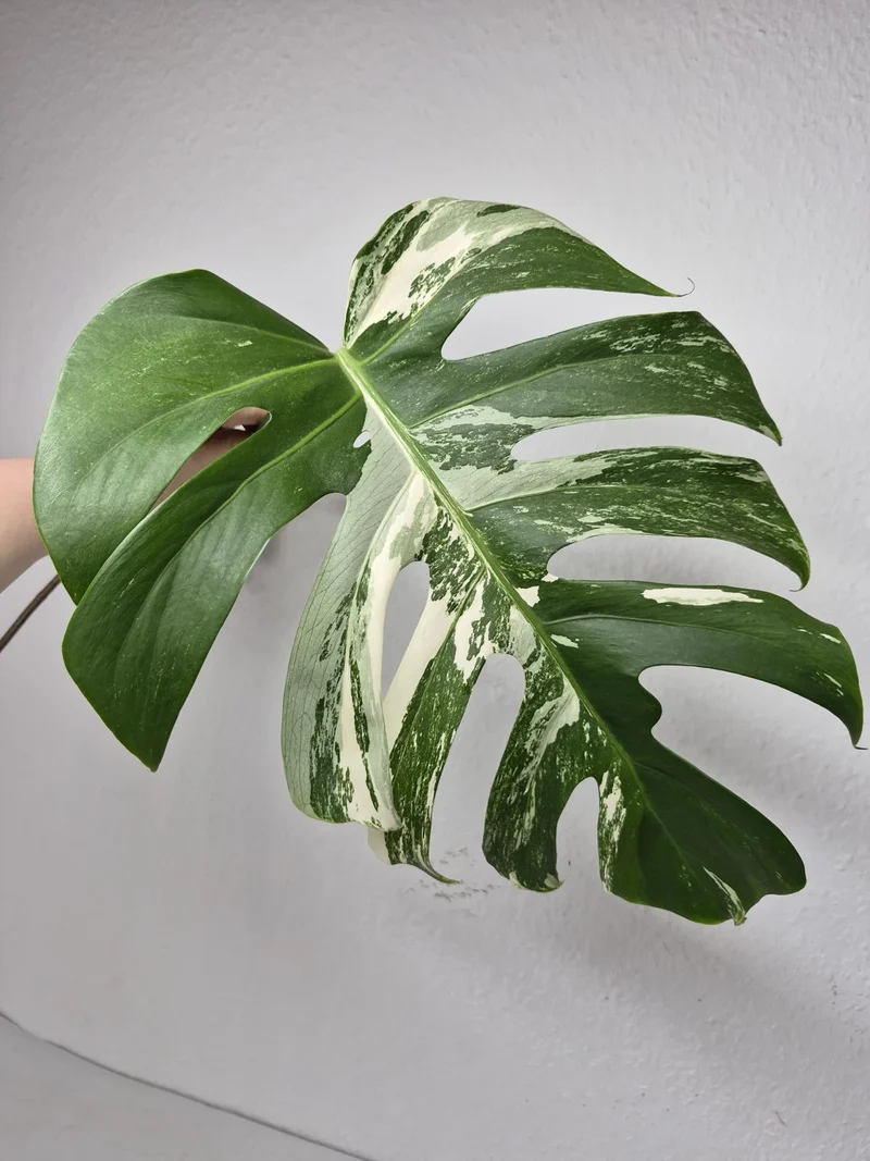 Monstera Variegata Steckling (zum aussuchen)