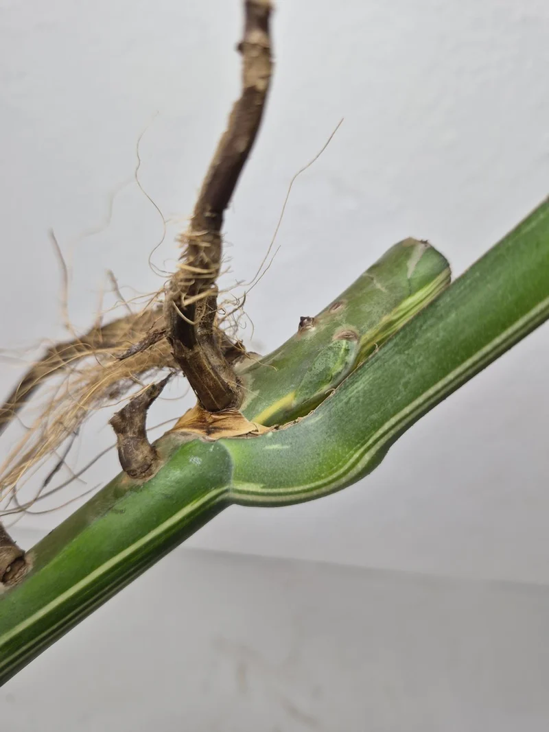 Monstera Variegata Steckling (zum aussuchen)