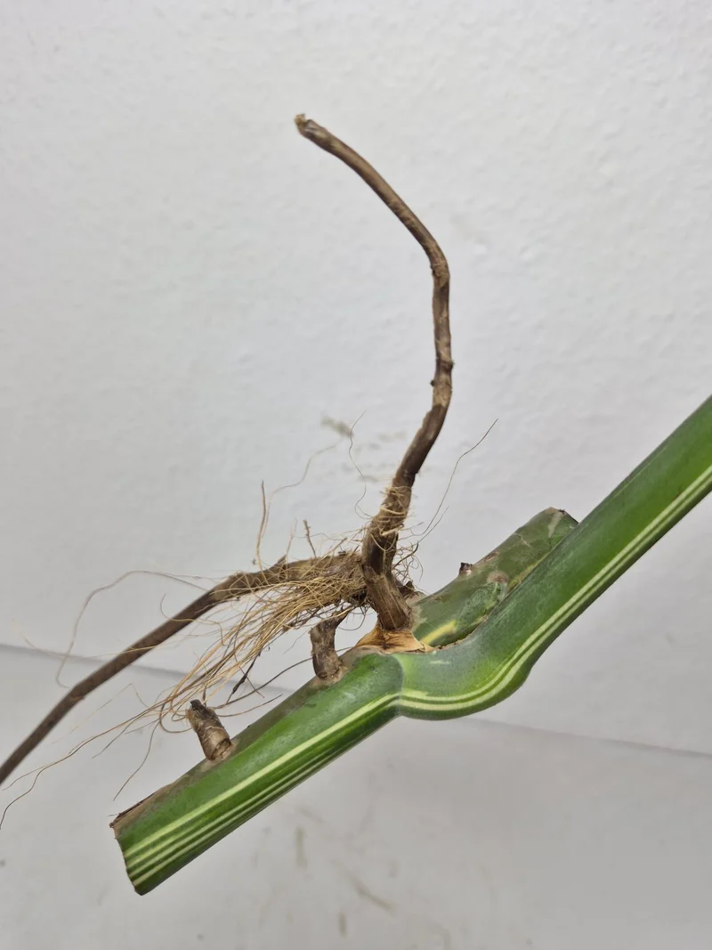 Monstera Variegata Steckling (zum aussuchen)