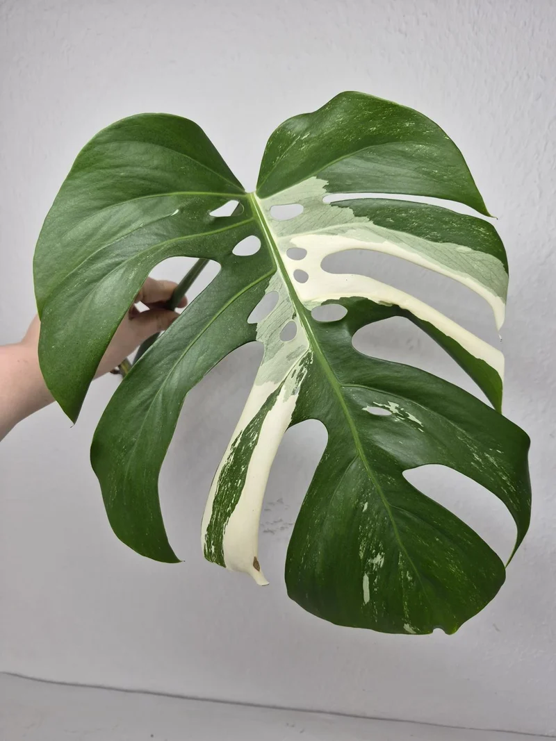 Monstera Variegata Steckling (zum aussuchen)