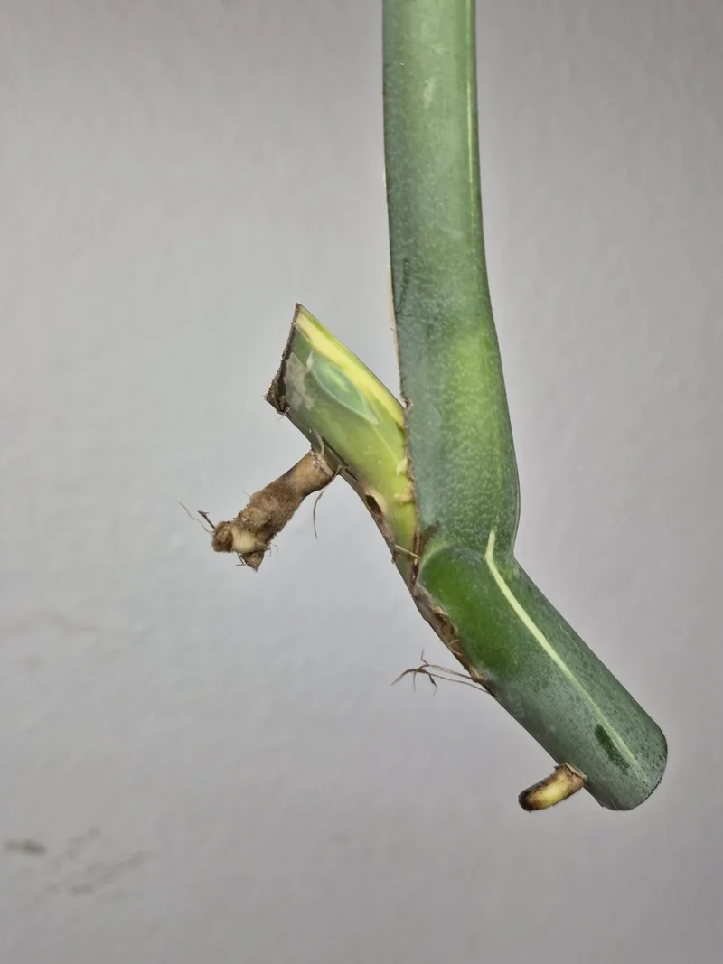 Monstera Variegata Steckling (zum aussuchen)