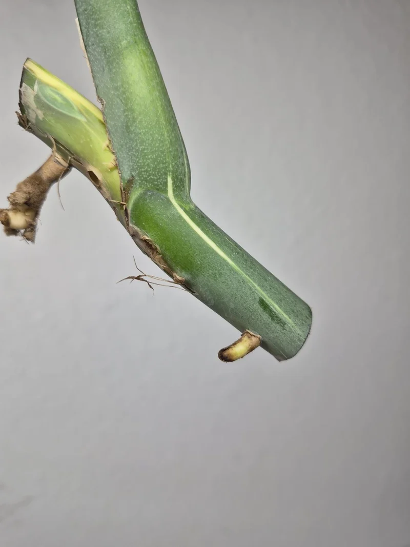 Monstera Variegata Steckling (zum aussuchen)
