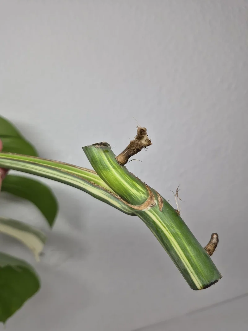 Monstera Variegata Steckling (zum aussuchen)
