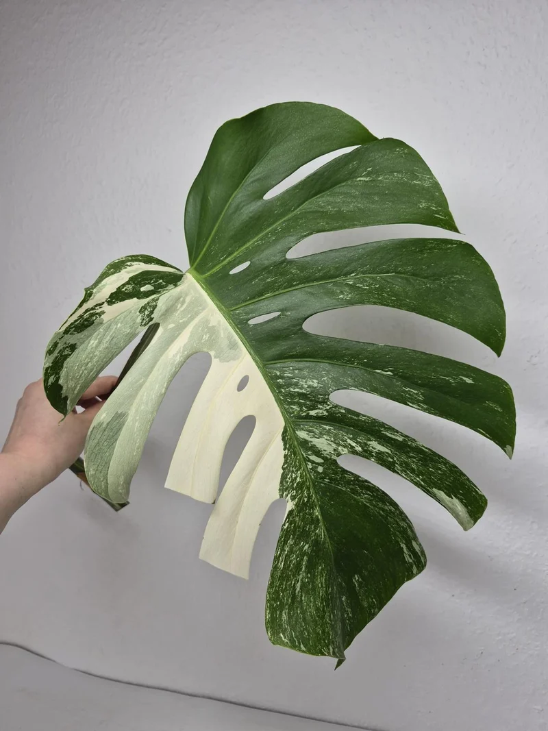 Monstera Variegata Steckling (zum aussuchen)
