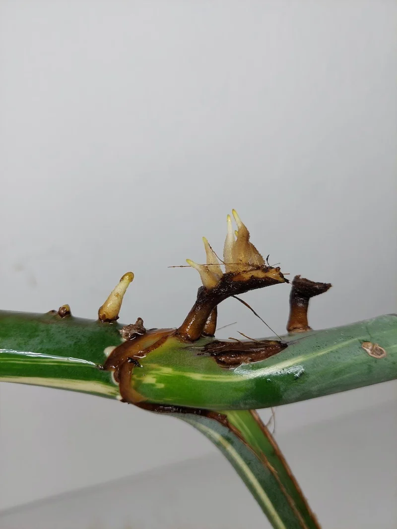 Monstera Variegata Steckling (zum aussuchen)