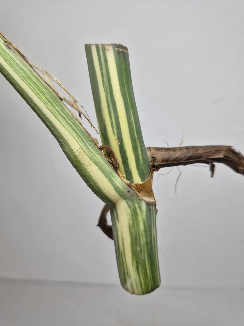 Monstera Variegata Steckling (zum aussuchen)