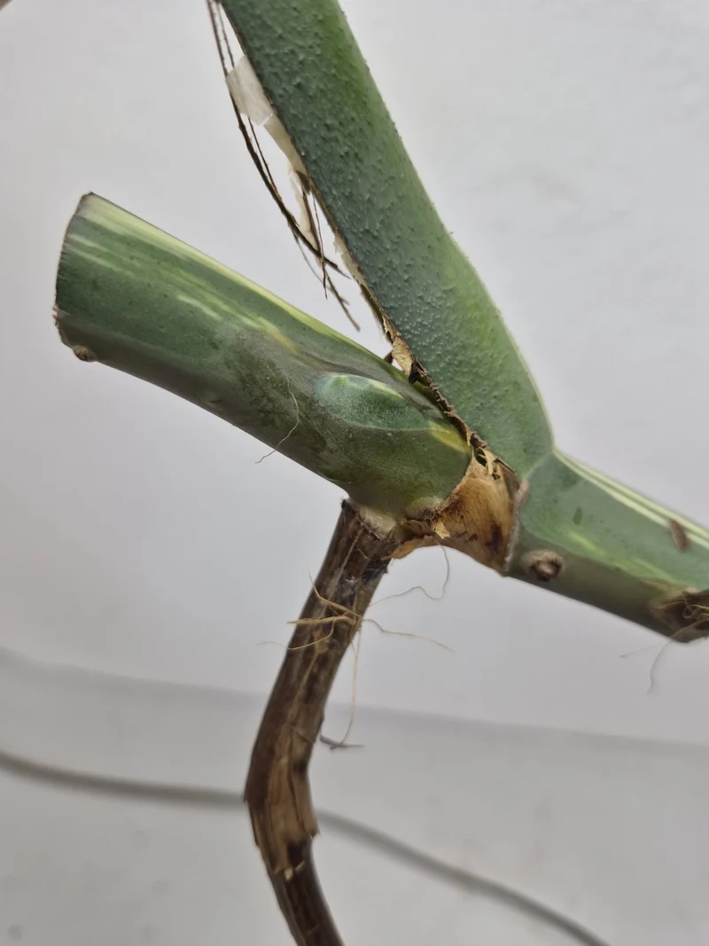 Monstera Variegata Steckling (zum aussuchen)