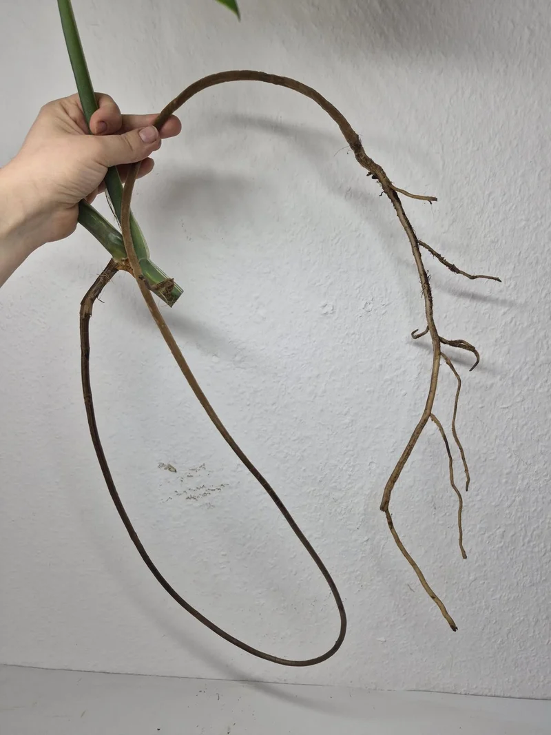 Monstera Variegata Steckling (zum aussuchen)