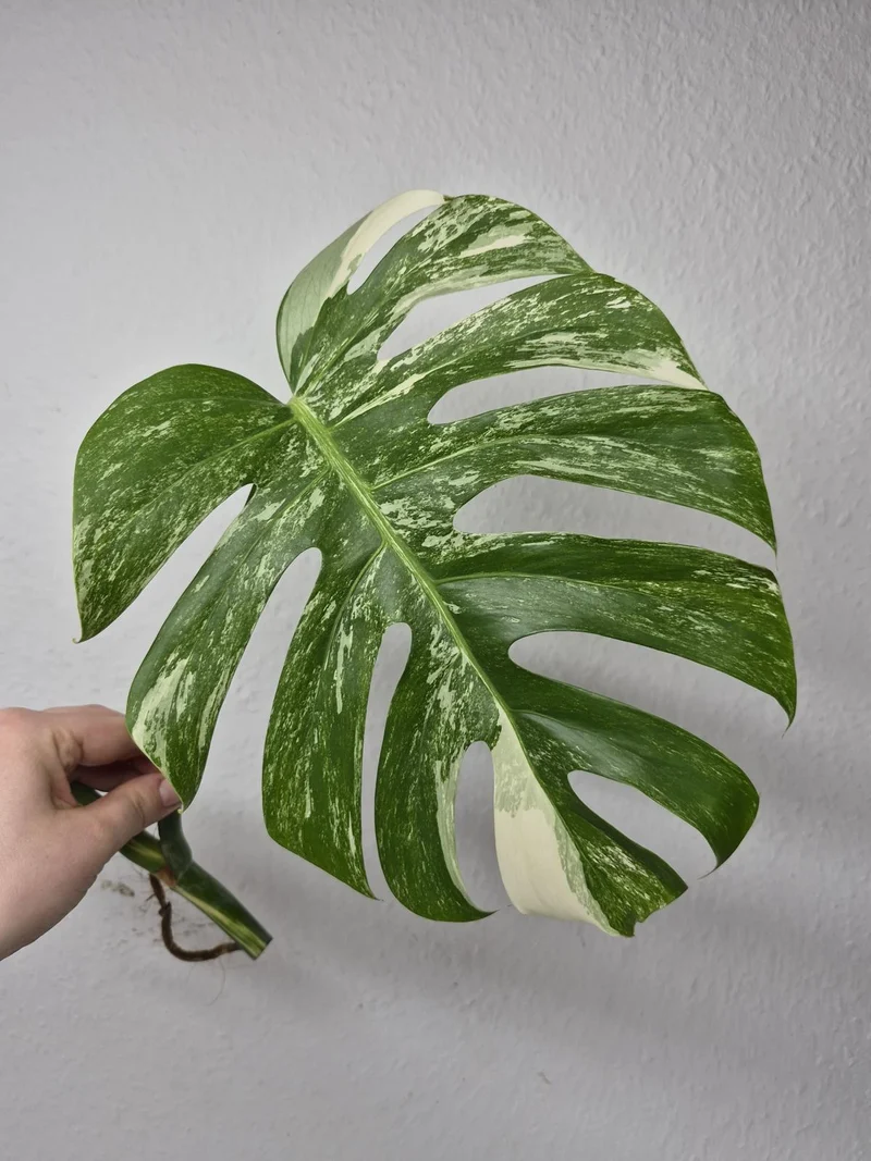 Monstera Variegata Steckling (zum aussuchen)