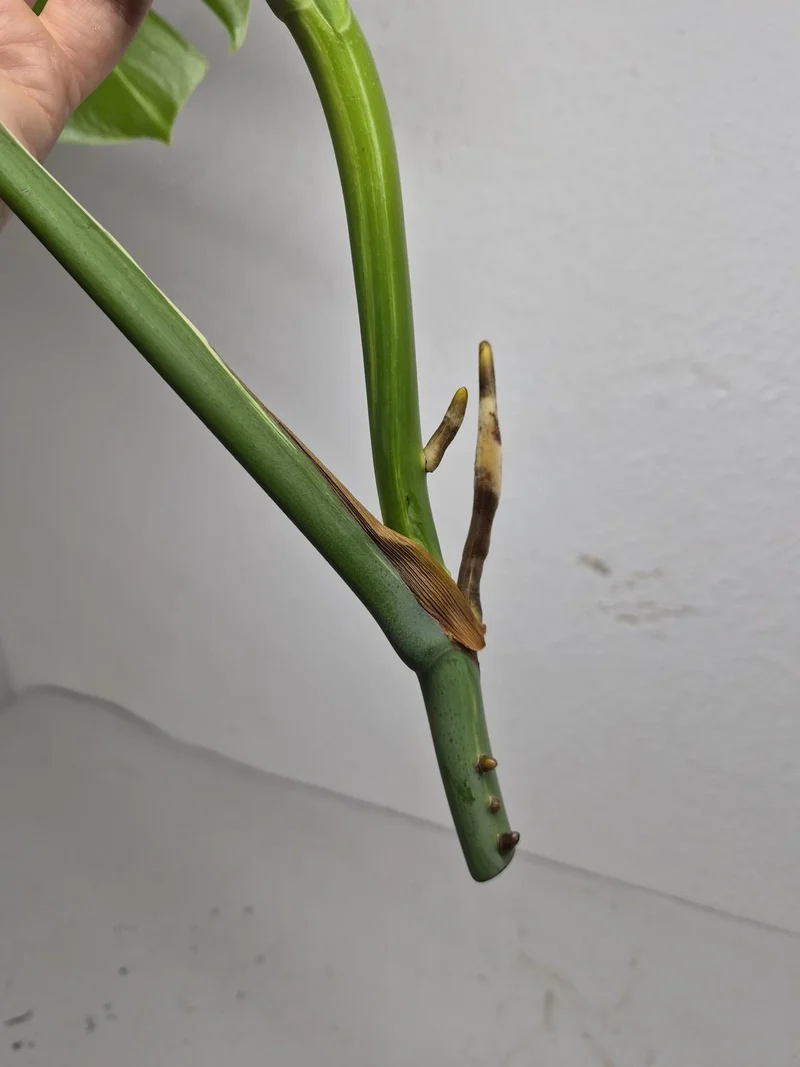 Monstera Variegata Steckling (zum aussuchen)