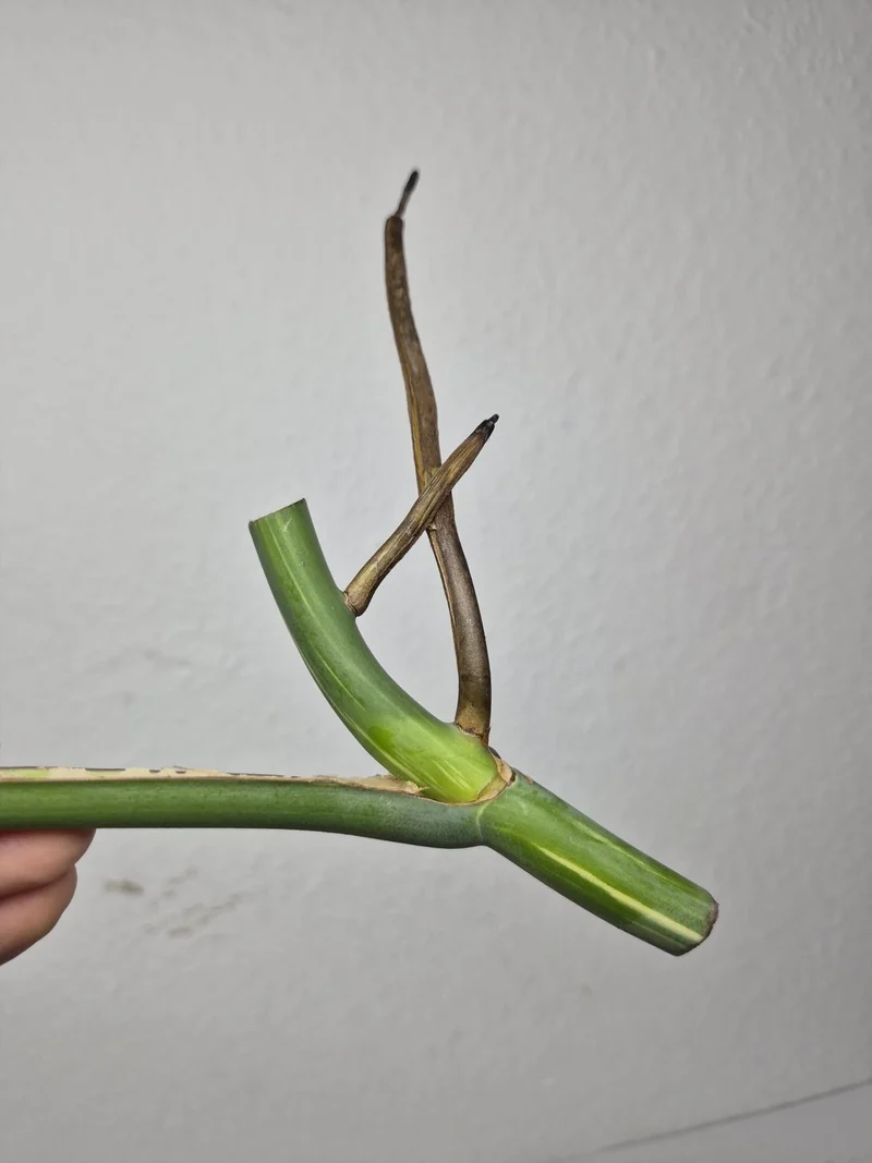 Monstera Variegata Steckling (zum aussuchen)