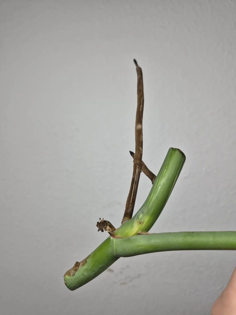 Monstera Variegata Steckling (zum aussuchen)