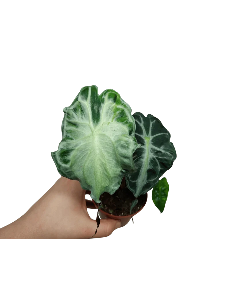 Alocasia Venom (zum aussuchen)