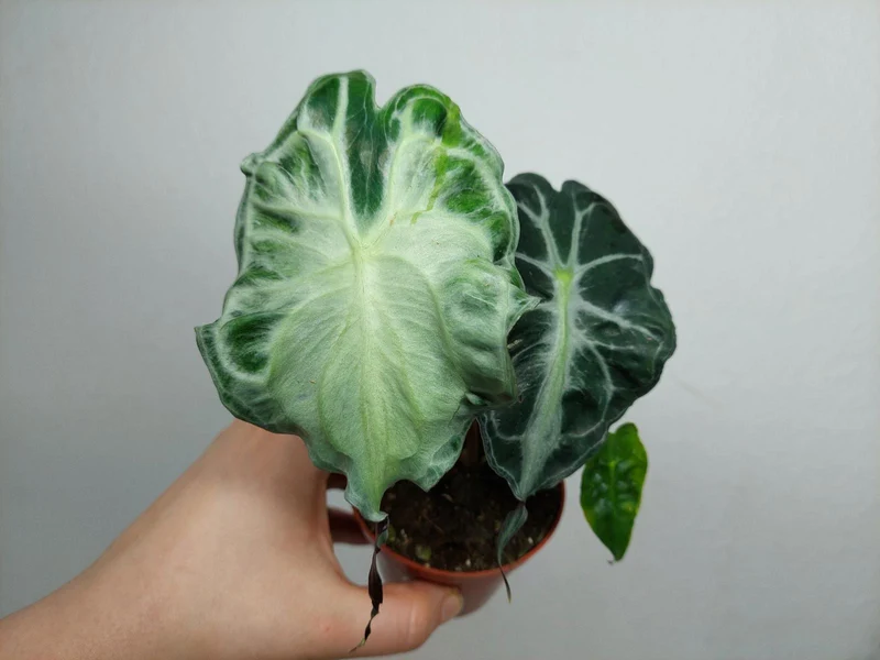 Alocasia Venom (zum aussuchen)