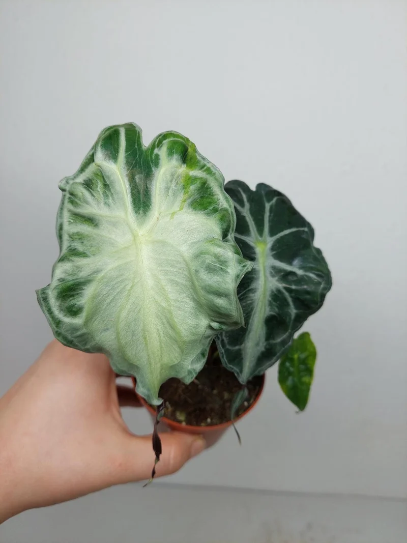 Alocasia Venom (zum aussuchen)