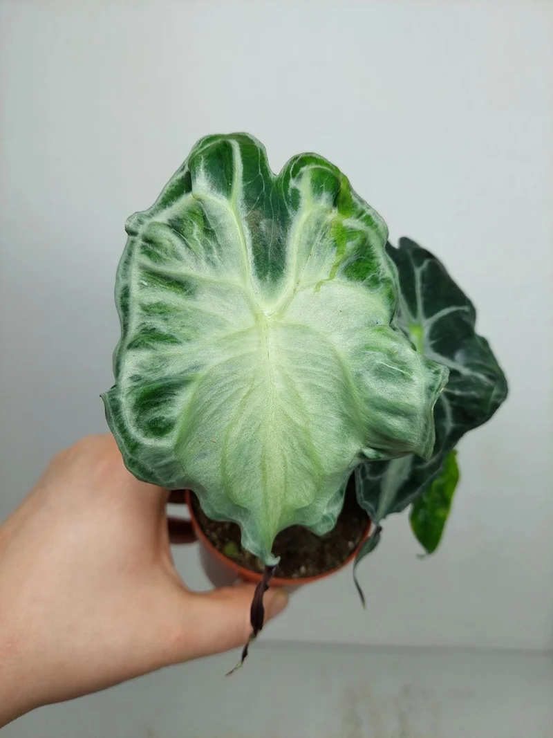 Alocasia Venom (zum aussuchen)