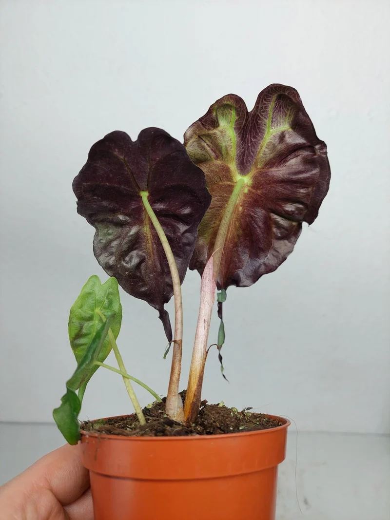 Alocasia Venom (zum aussuchen)