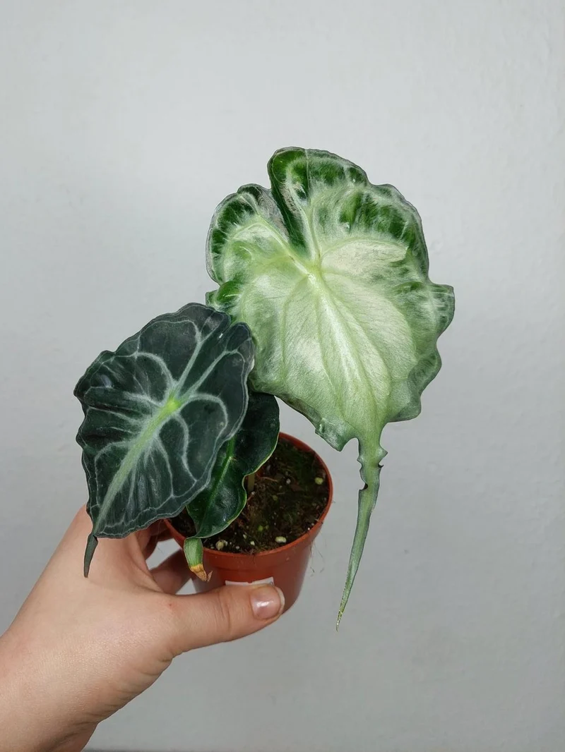 Alocasia Venom (zum aussuchen)