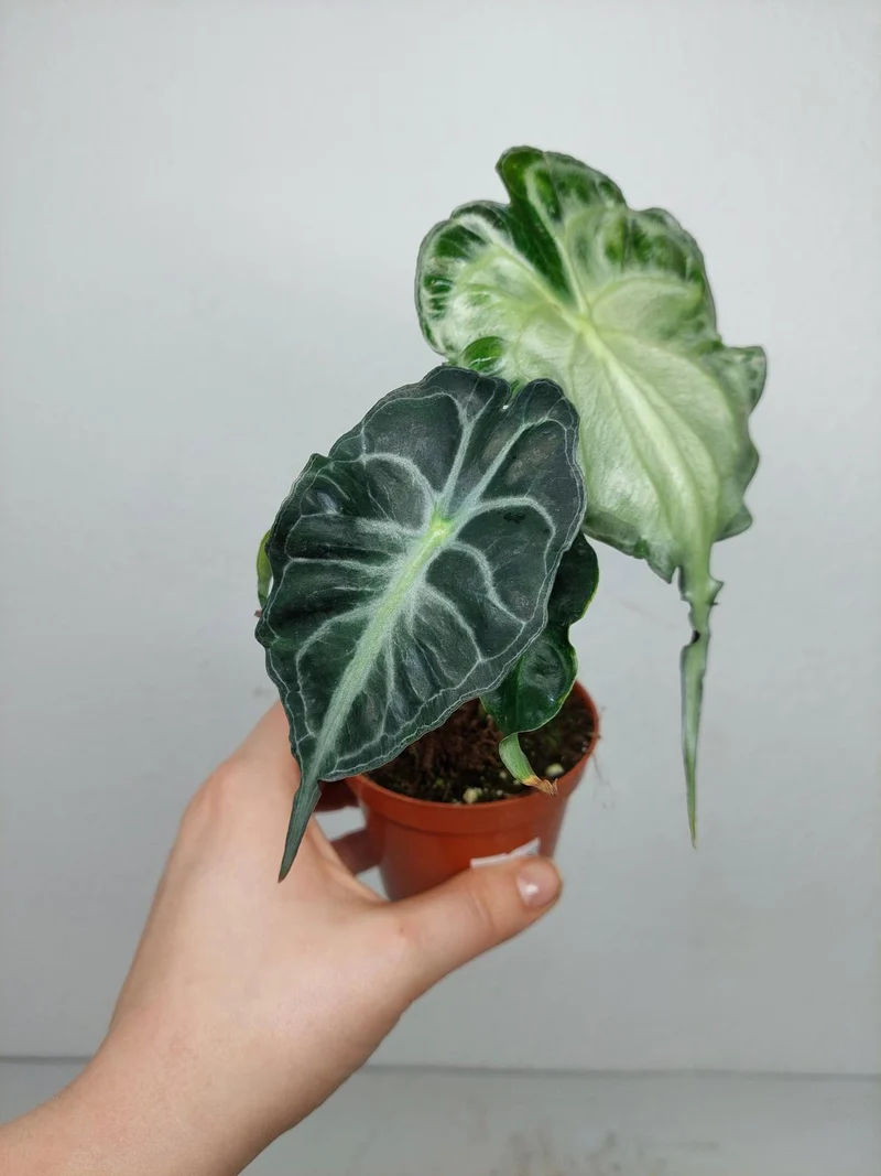Alocasia Venom (zum aussuchen)