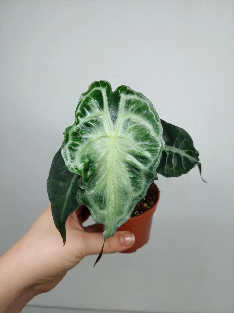 Alocasia Venom (zum aussuchen)
