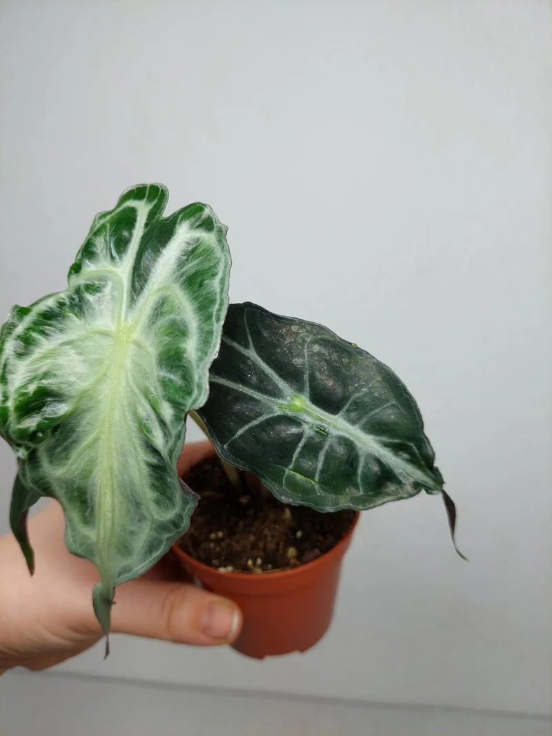 Alocasia Venom (zum aussuchen)