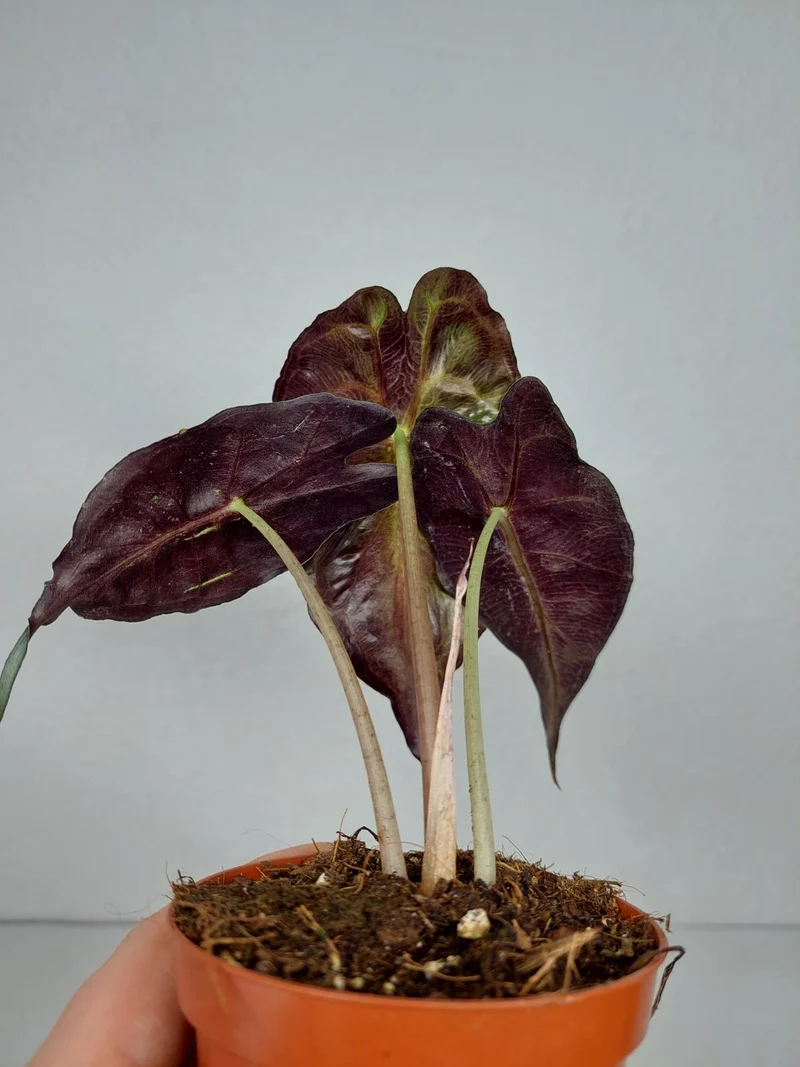 Alocasia Venom (zum aussuchen)