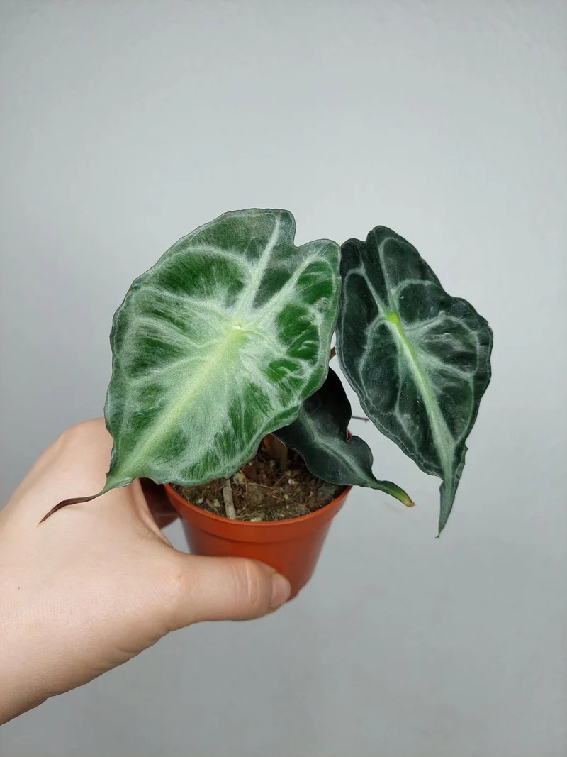 Alocasia Venom (zum aussuchen)