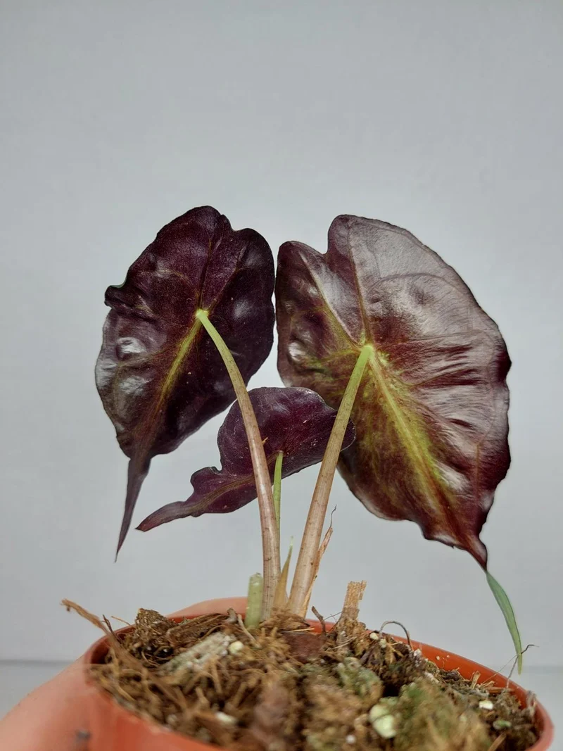 Alocasia Venom (zum aussuchen)
