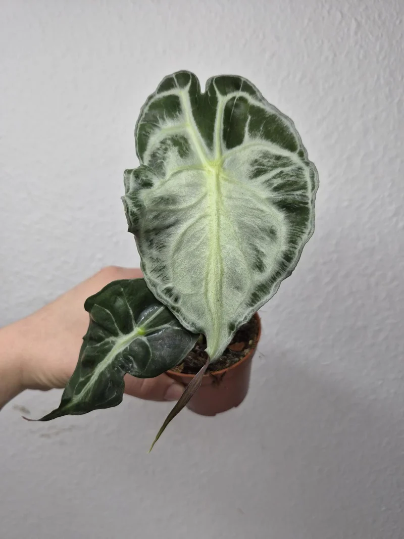 Alocasia Venom (zum aussuchen)