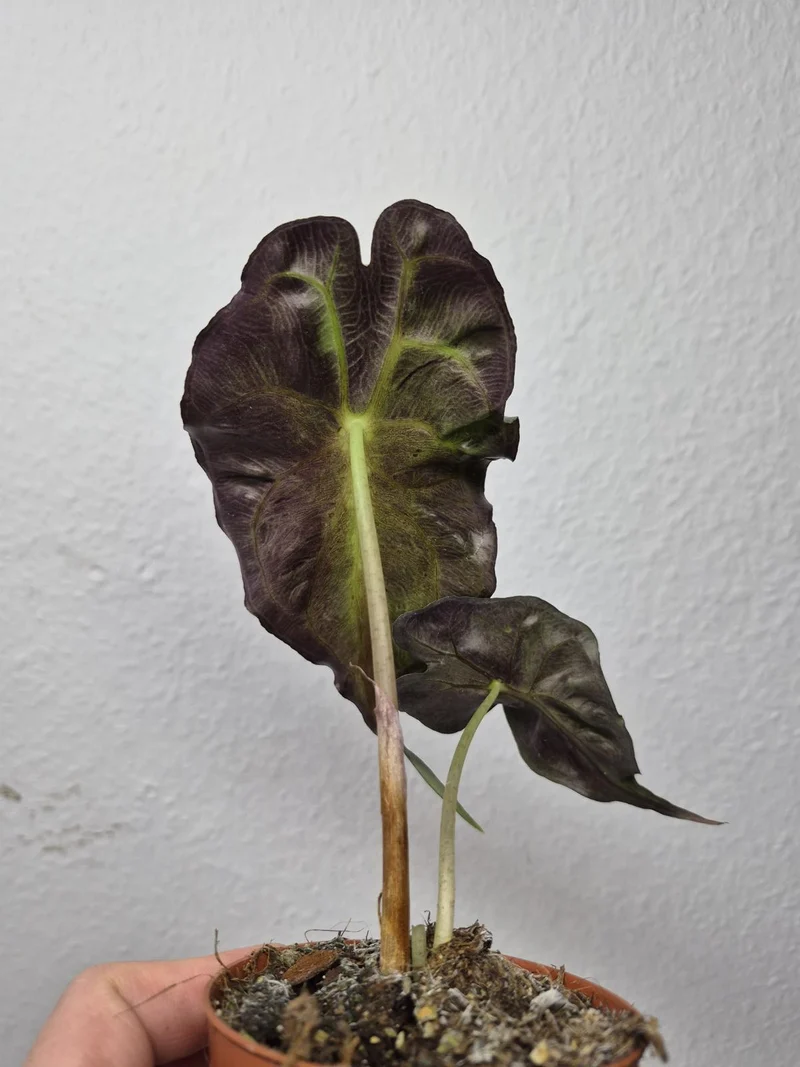 Alocasia Venom (zum aussuchen)
