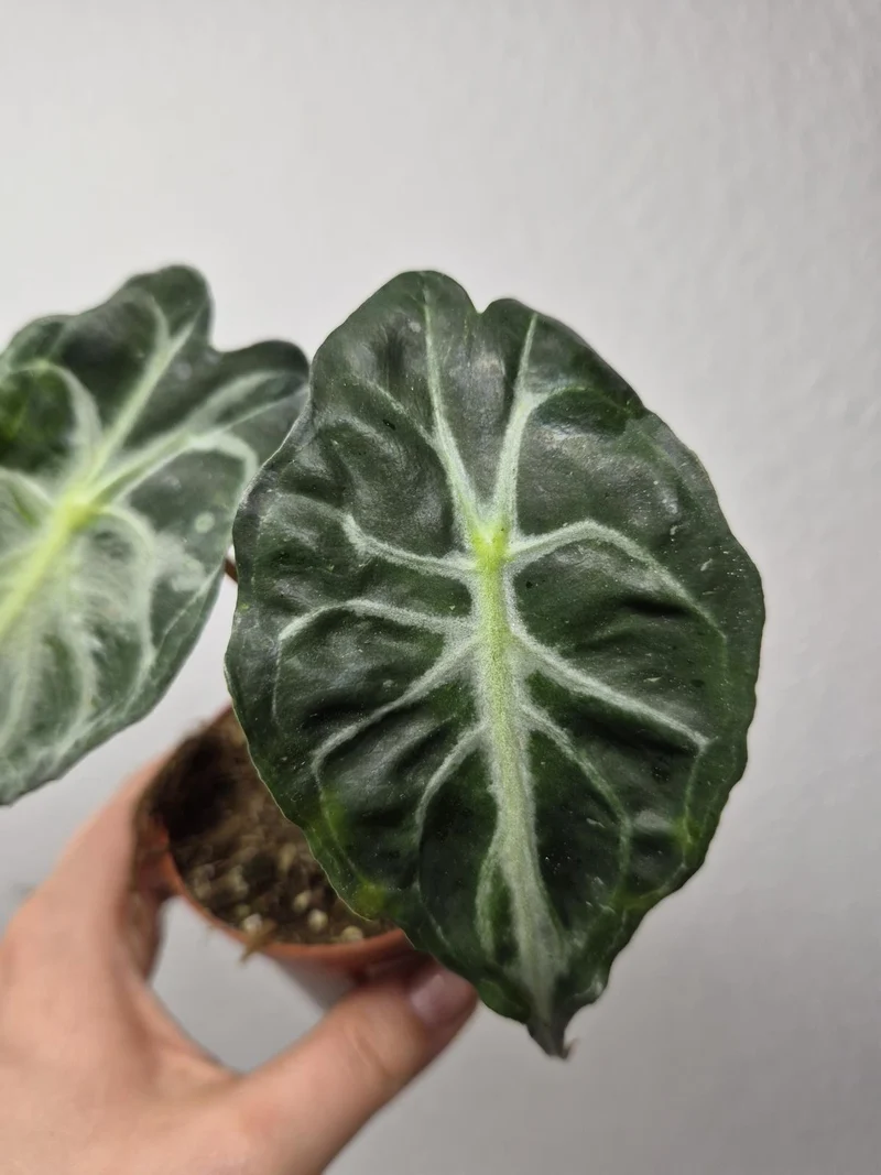 Alocasia Venom (zum aussuchen)