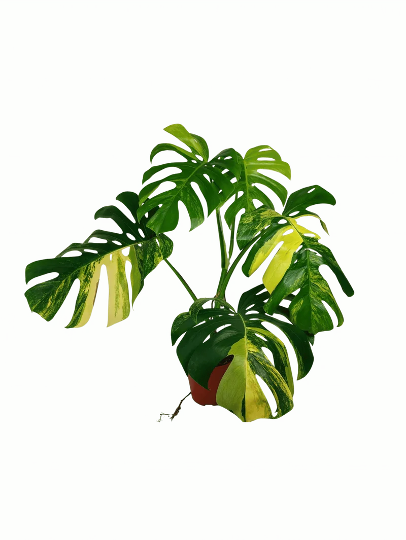 Monstera Aurea