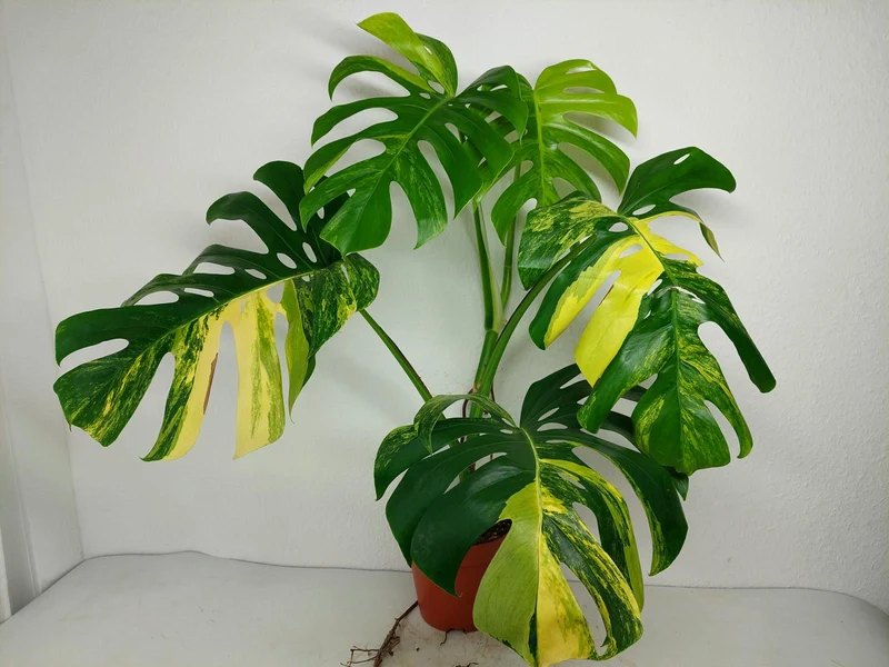 Monstera Aurea