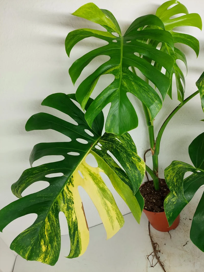 Monstera Aurea