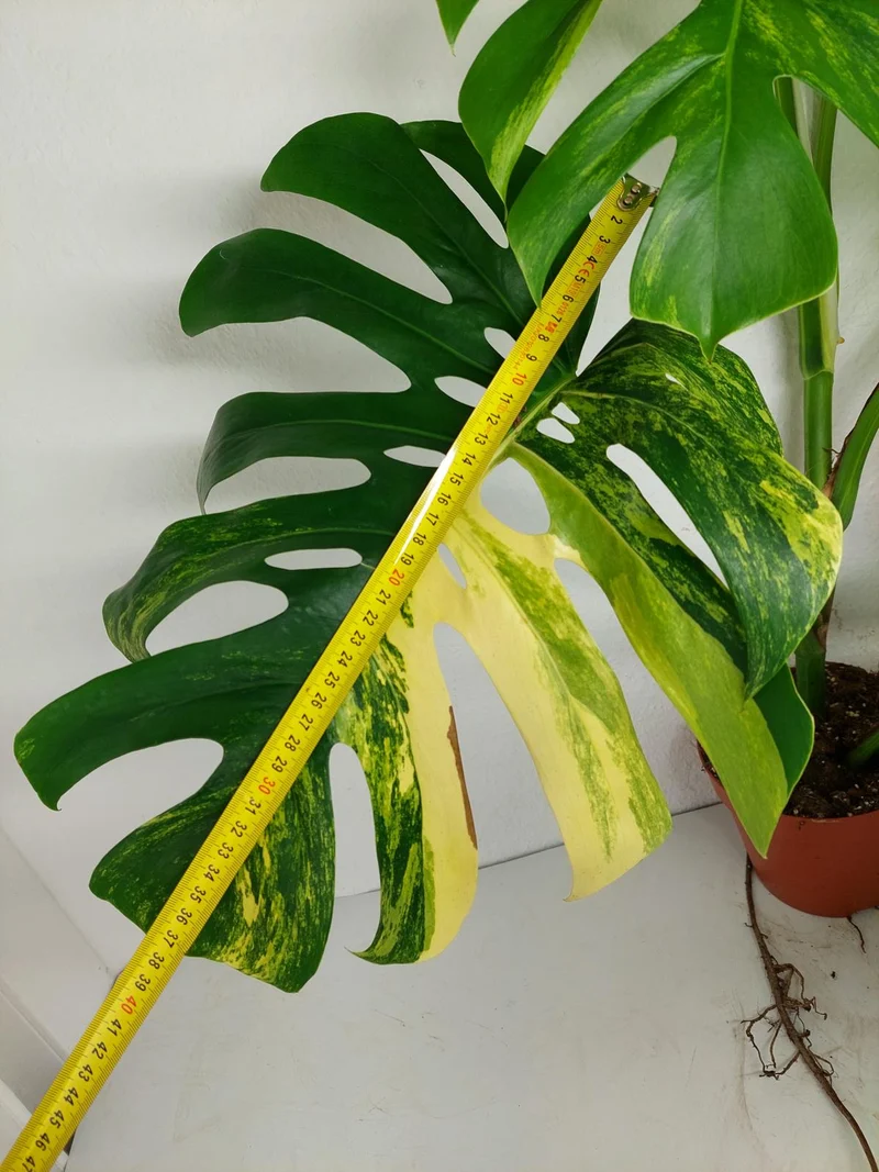 Monstera Aurea