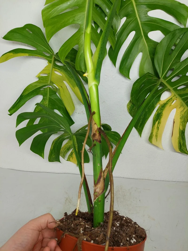 Monstera Aurea