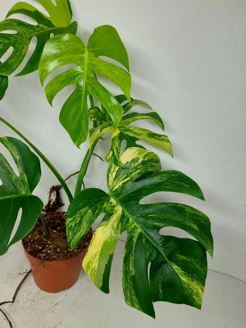 Monstera Aurea