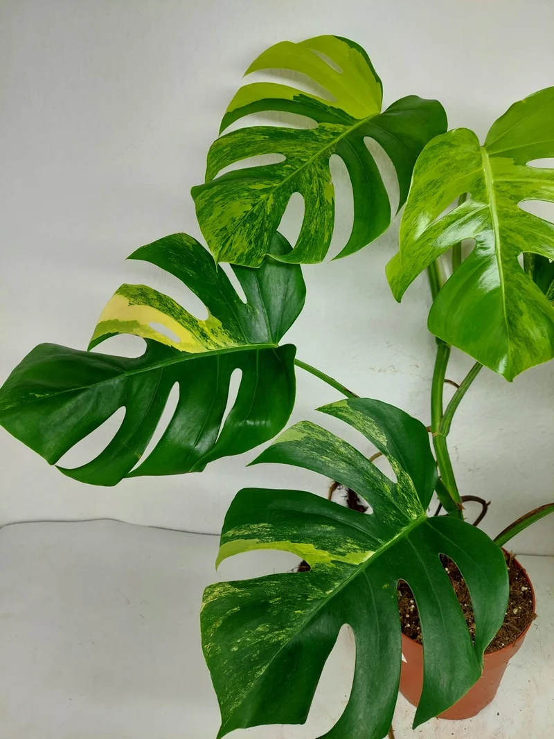 Monstera Aurea